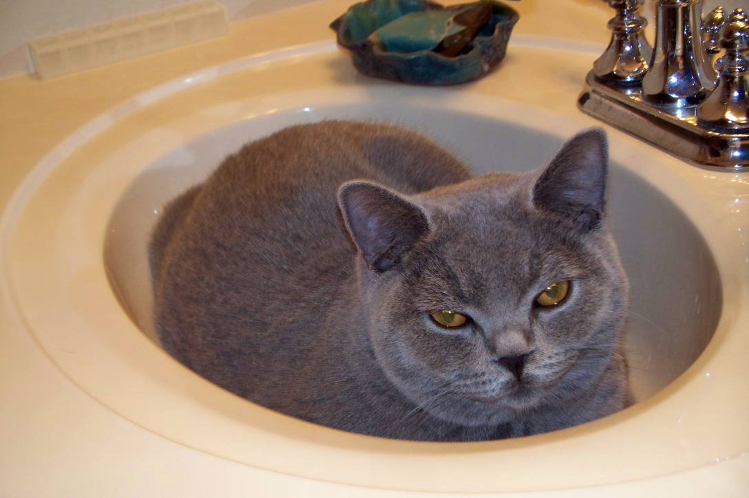 Marlowe in sink.JPG