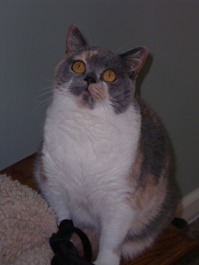 Maddie catbed.jpg